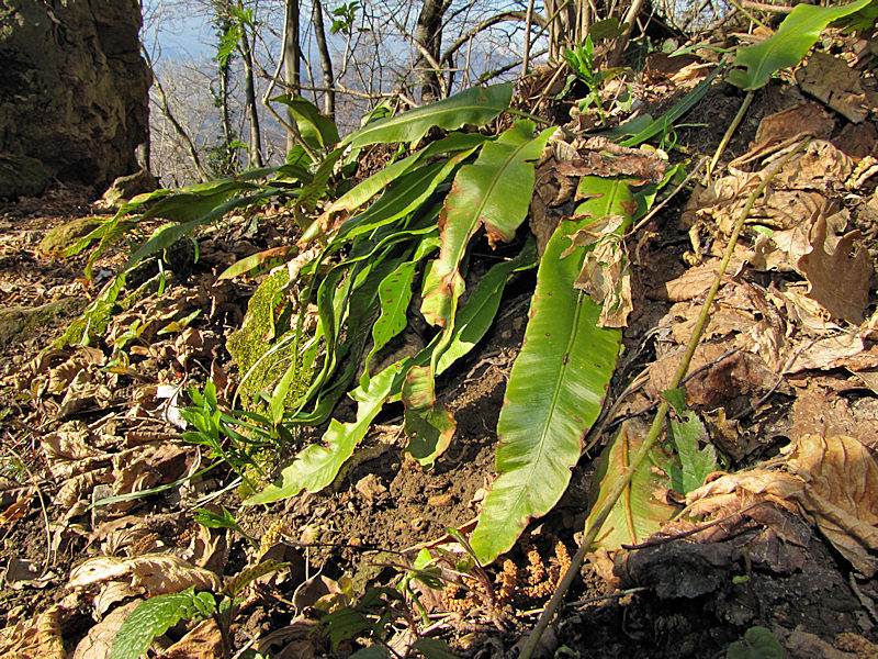 Phyllitis scolopendrium